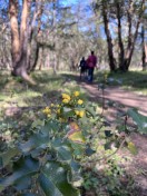 Oregon grape holly